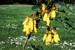 Kowhai